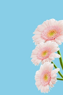 六月花素材 六月花图片 六月花素材图片下载 觅知网